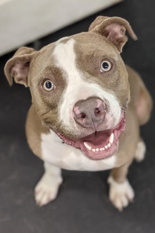 Hank